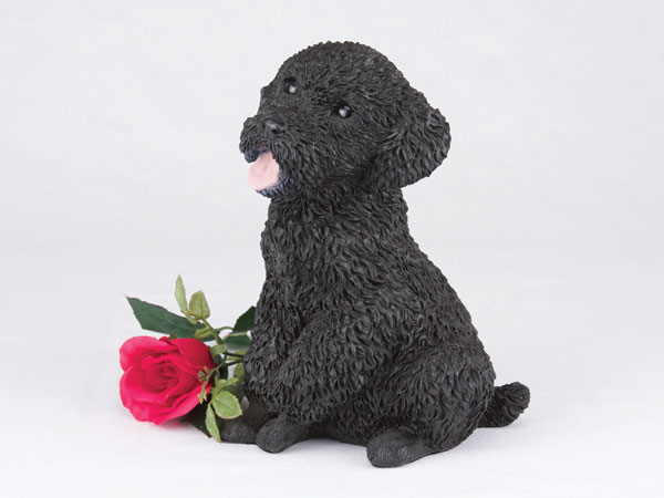 Poodle, Miniature, Black